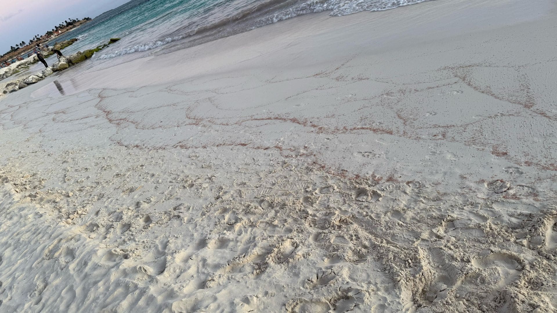 Thousands of shrimp wash up on Aruba’s beach in unusual event