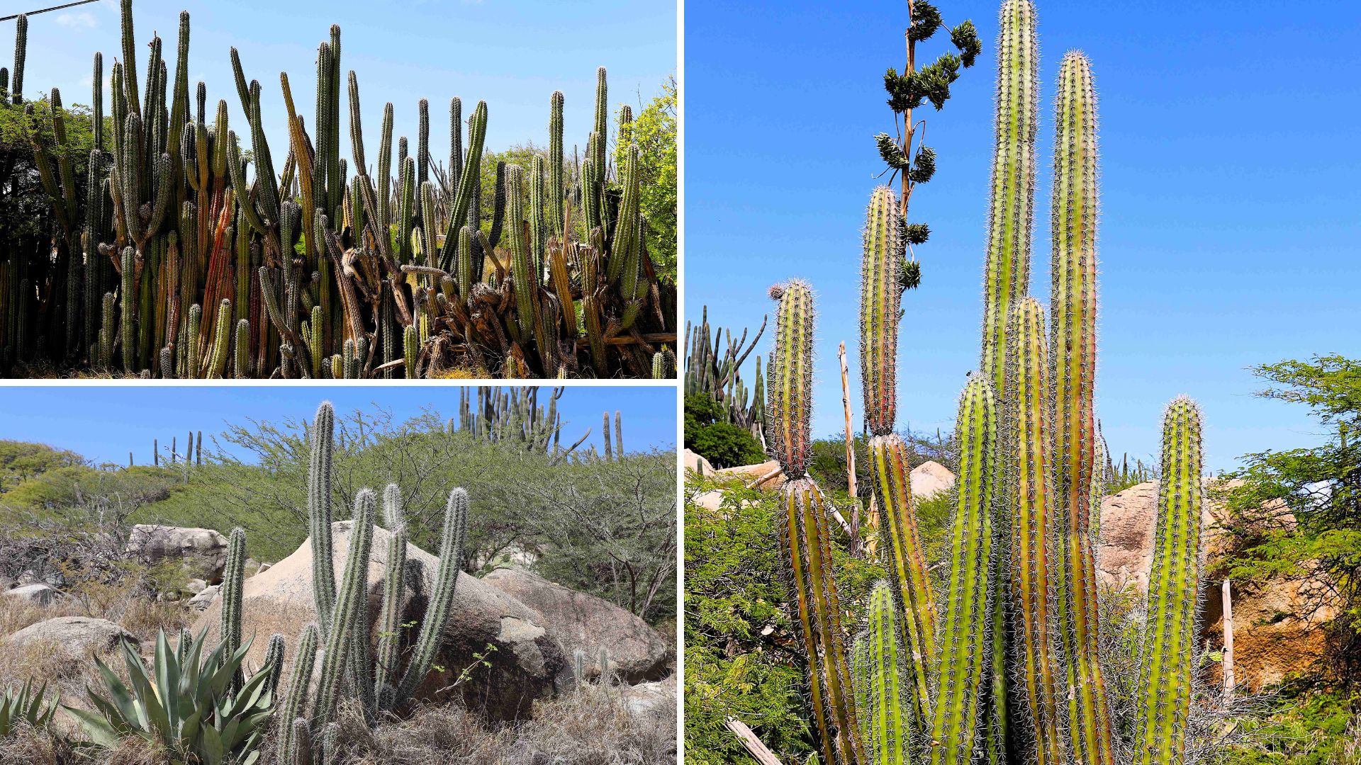 The cadushi: A symbol of strength in Aruba’s nature