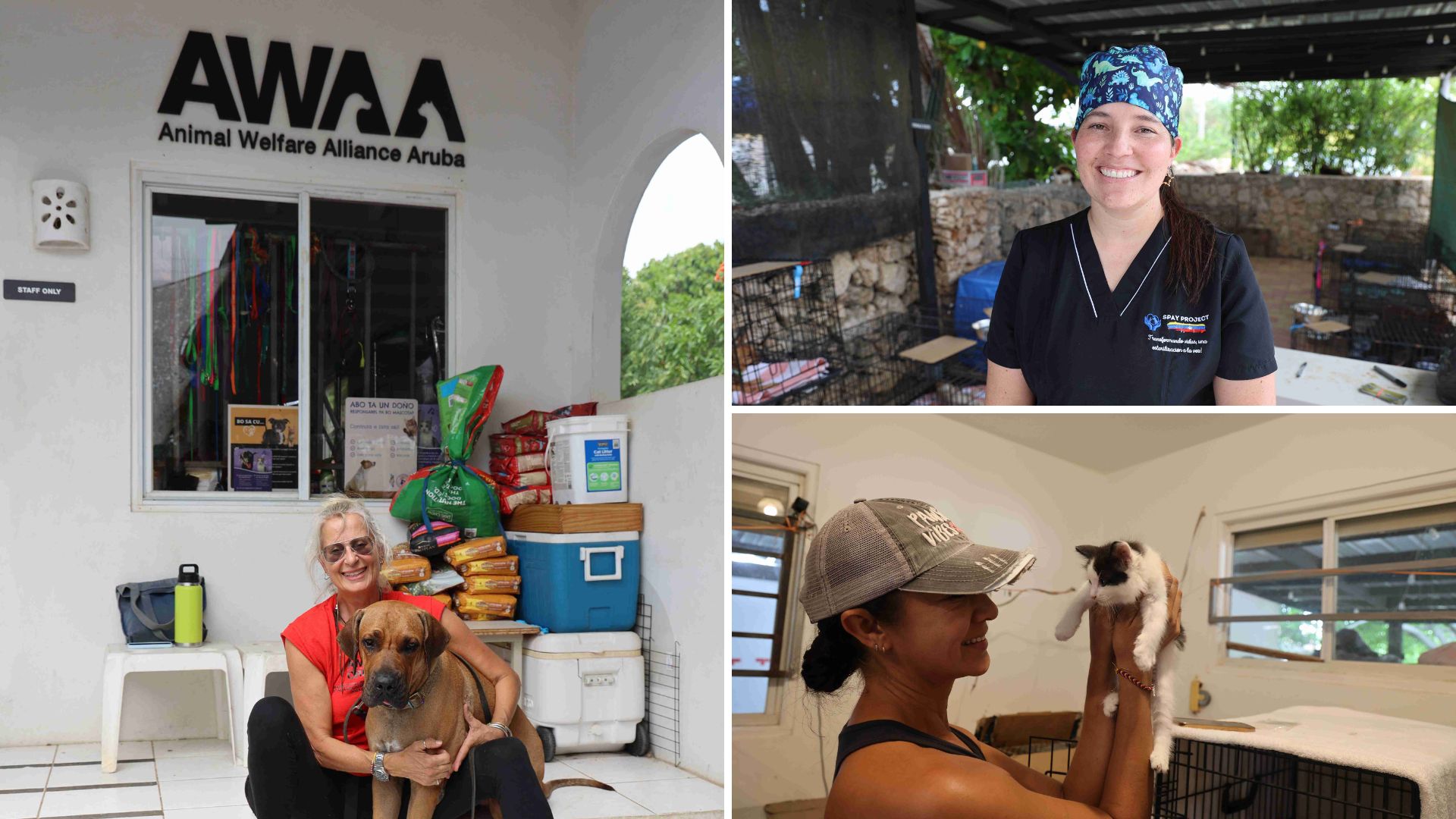 Three foundations join forces to tackle Aruba’s stray dog problem