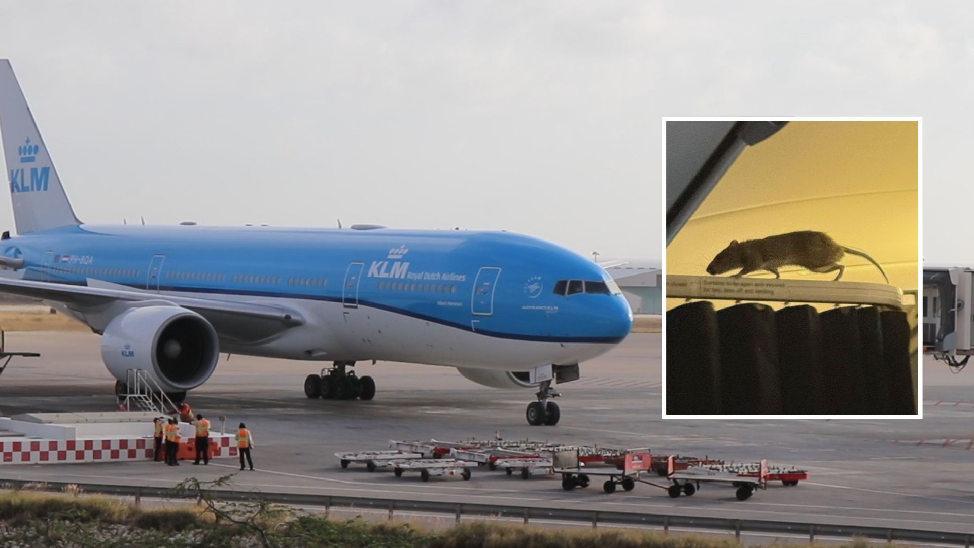 Rat on board triggers unexpected delay for travelers