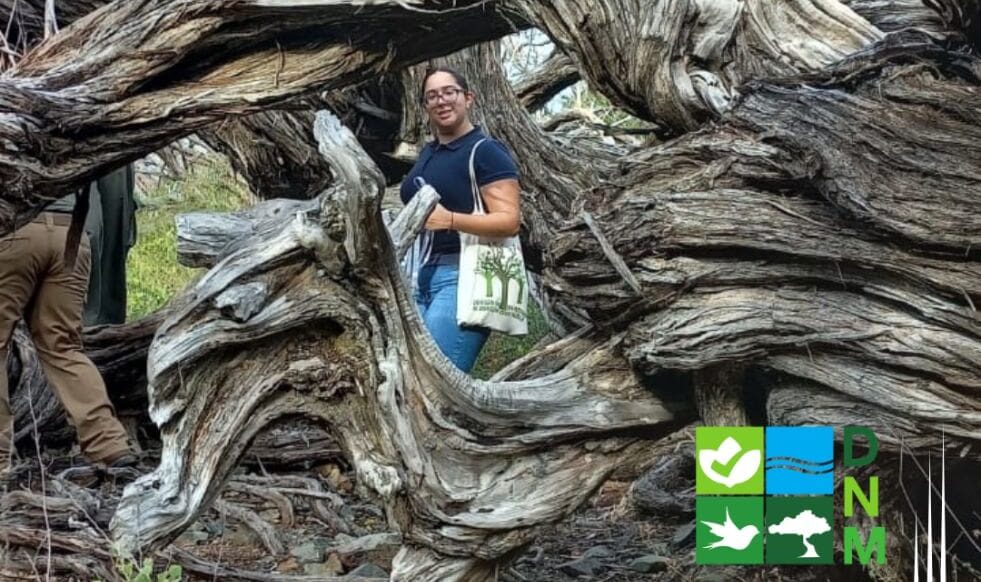 Aruba has numerous trees classified as monumental