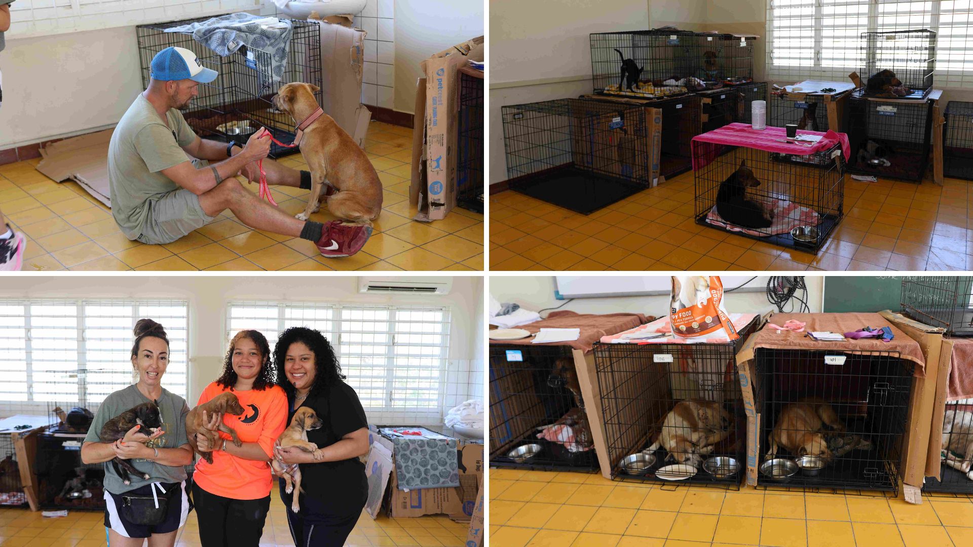 Spaying and neutering program for dogs and cats